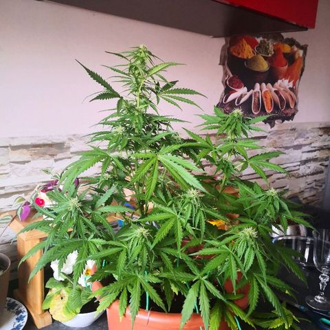 Zosks growlog timeline photo