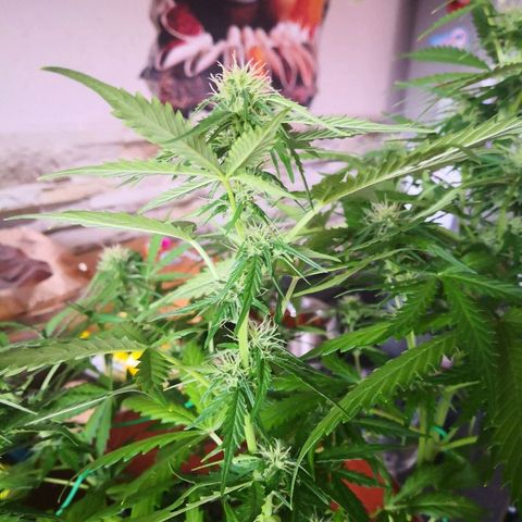 Zosks growlog timeline photo