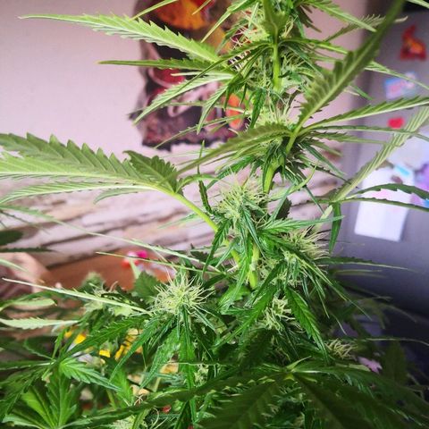 Zosks growlog timeline photo