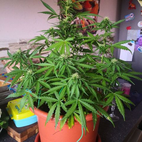 Zosks growlog timeline photo