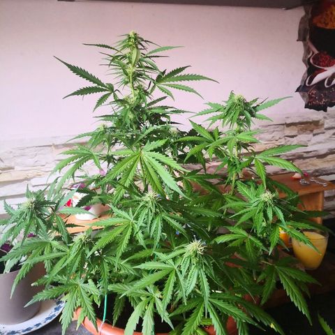 Zosks growlog timeline photo