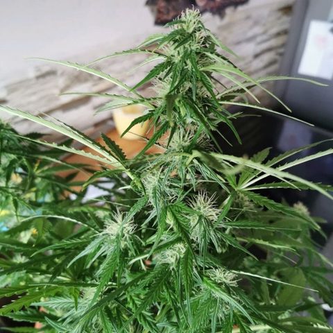 Zosks growlog timeline photo