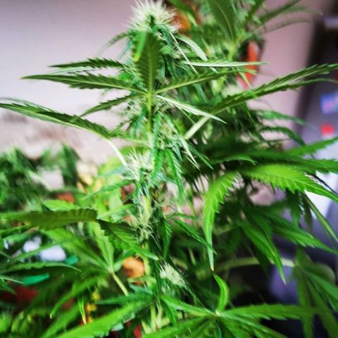 Zosks growlog timeline photo