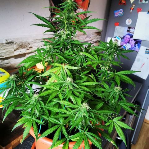 Zosks growlog timeline photo