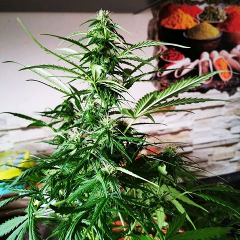 Zosks growlog timeline photo
