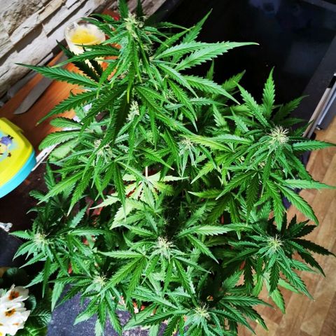 Zosks growlog timeline photo