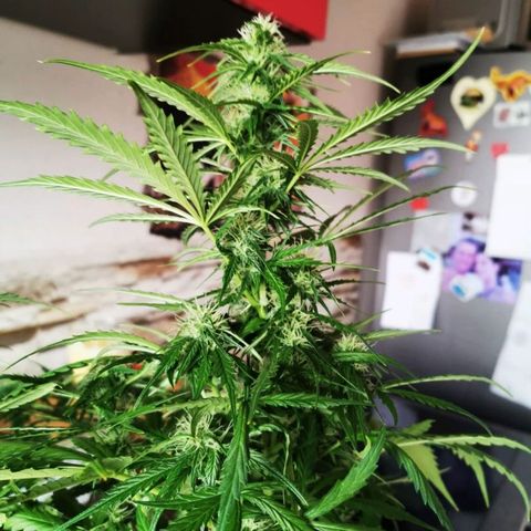 Zosks growlog timeline photo