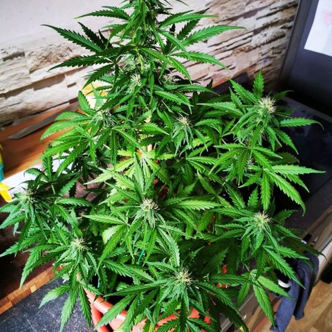 Zosks growlog timeline photo