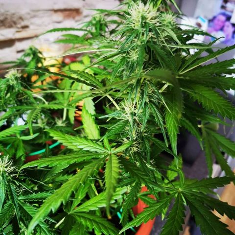 Zosks growlog timeline photo