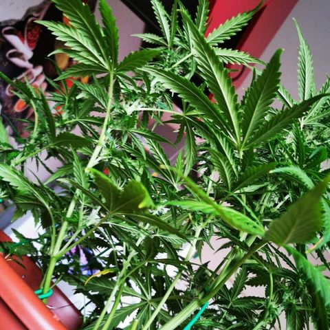 Zosks growlog timeline photo
