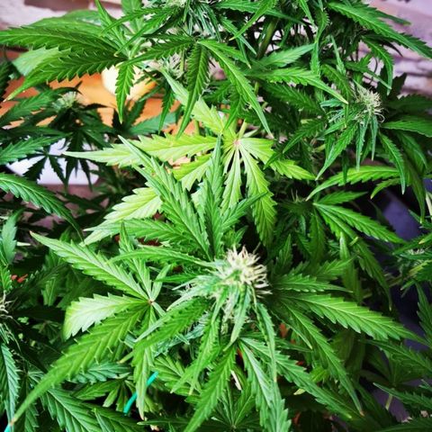 Zosks growlog timeline photo