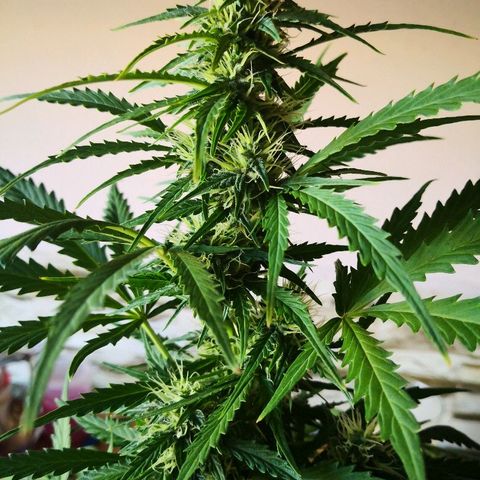 Zosks growlog timeline photo