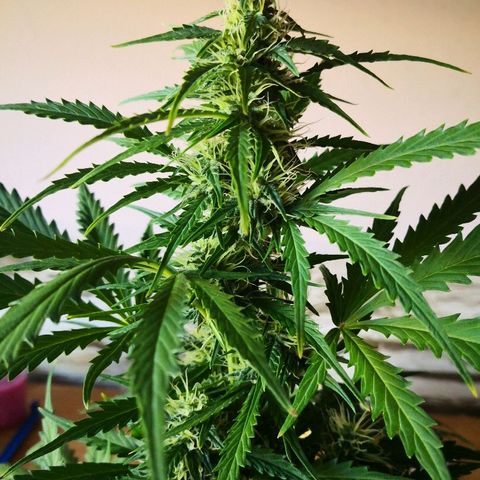 Zosks growlog timeline photo