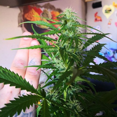 Zosks growlog timeline photo