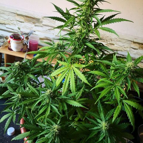 Zosks growlog timeline photo