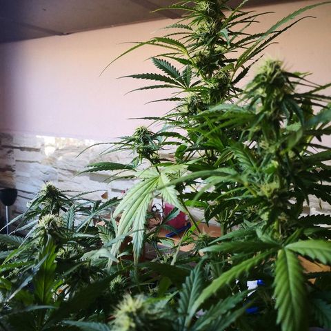 Zosks growlog timeline photo