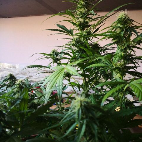 Zosks growlog timeline photo