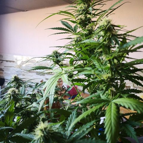 Zosks growlog timeline photo