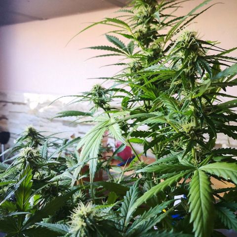 Zosks growlog timeline photo