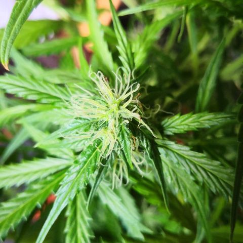 Zosks growlog timeline photo