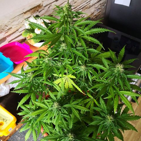 Zosks growlog timeline photo