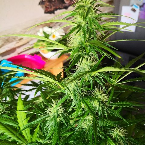 Zosks growlog timeline photo