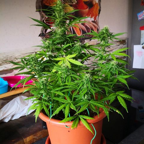 Zosks growlog timeline photo