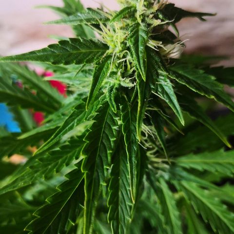 Zosks growlog timeline photo