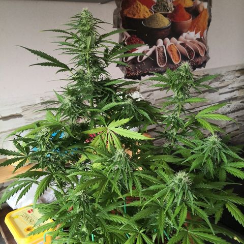 Zosks growlog timeline photo