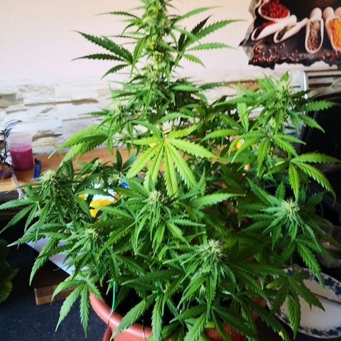 Zosks growlog timeline photo