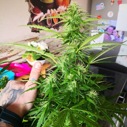 Zosks growlog timeline photo