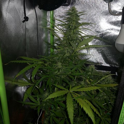 Zosks growlog timeline photo