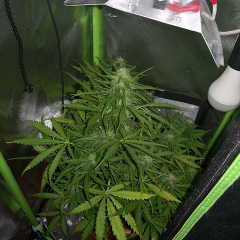Zosks growlog timeline photo