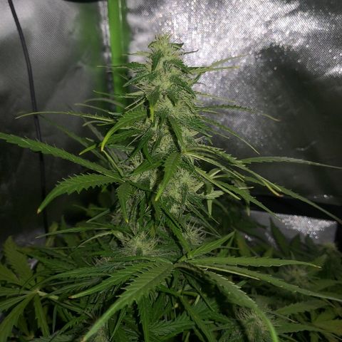 Zosks growlog timeline photo