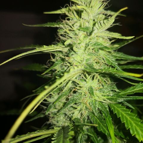 Zosks growlog timeline photo