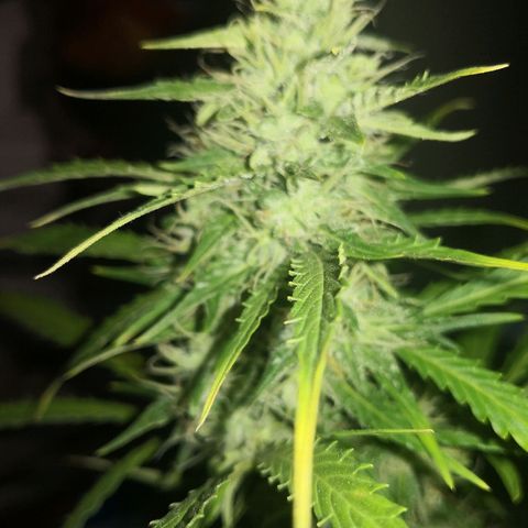 Zosks growlog timeline photo