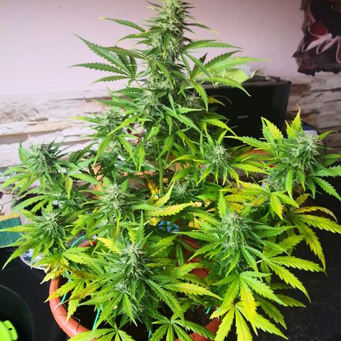 Zosks growlog timeline photo