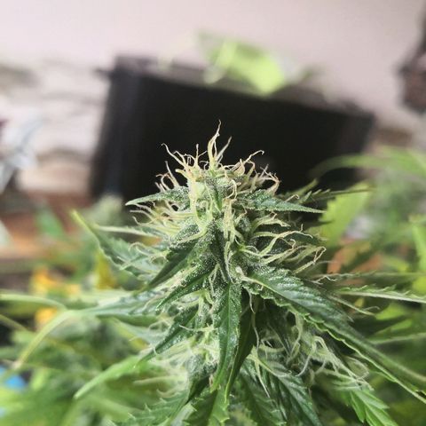 Zosks growlog timeline photo