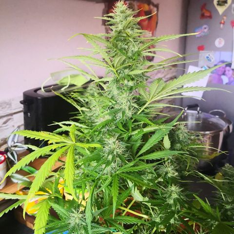 Zosks growlog timeline photo