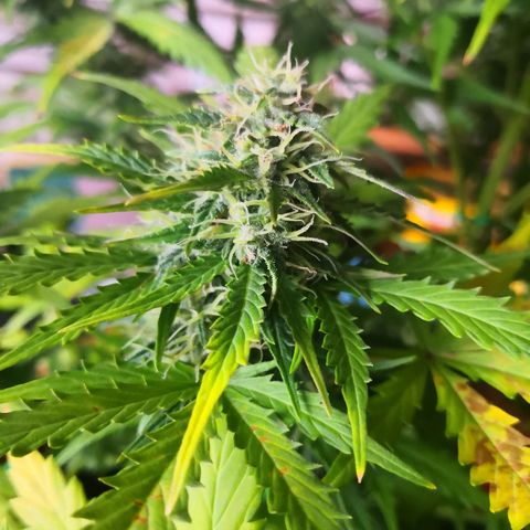 Zosks growlog timeline photo