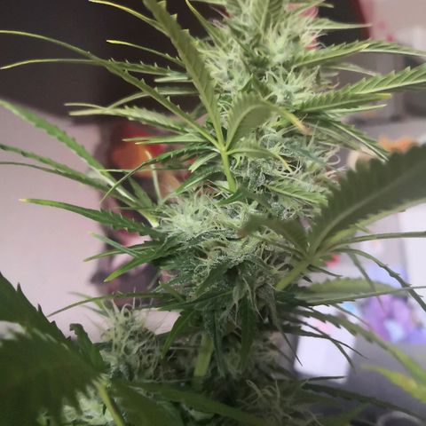 Zosks growlog timeline photo
