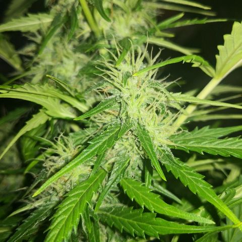 Zosks growlog timeline photo