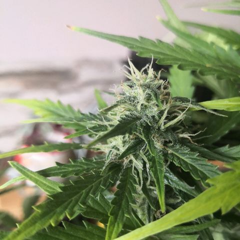 Zosks growlog timeline photo