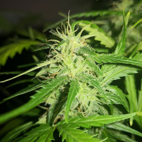 Zosks growlog timeline photo