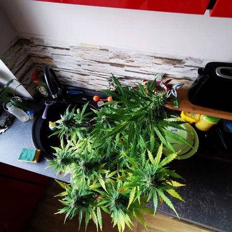 Zosks growlog timeline photo