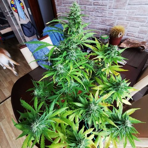 Zosks growlog timeline photo