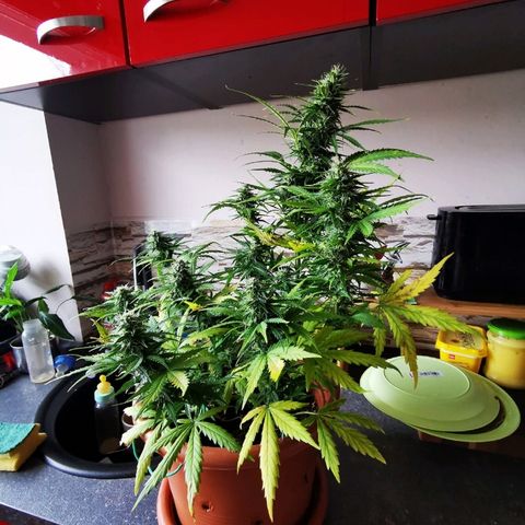 Zosks growlog timeline photo