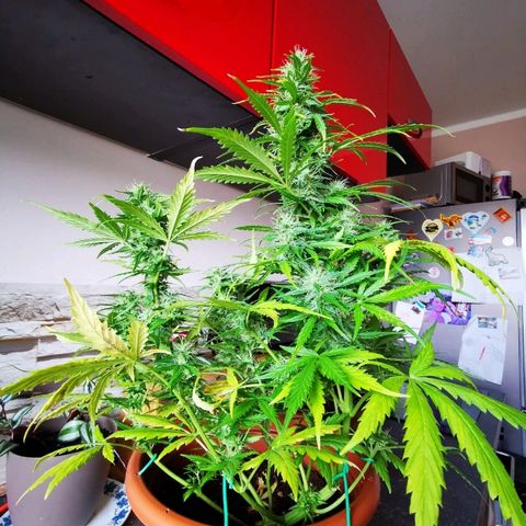 Zosks growlog timeline photo