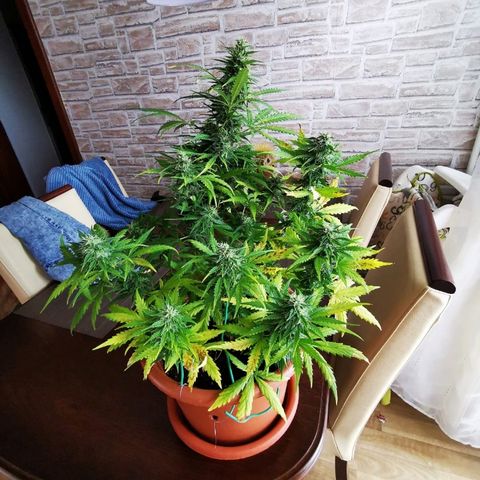 Zosks growlog timeline photo