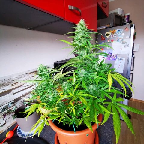Zosks growlog timeline photo